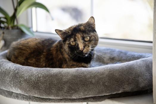 Fensterliege für Katzen